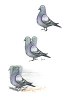 animal bird fire motion_blur noja pigeon running // 500x714 // 42.0KB