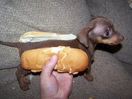 cool dog hotdog_bun // 480x360 // 49.9KB
