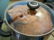 cat pot real_life // 600x448 // 112.1KB